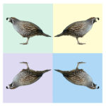 4 corner quail